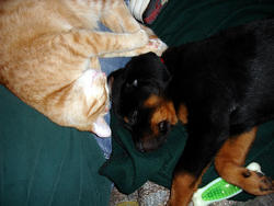 Interspecies nap