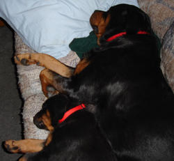 Fear the napping rottweilers