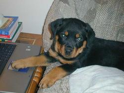 1/22/04 - On the Internet, no one knows you're a puppy