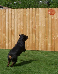 Axel: aspiring frisbee dog