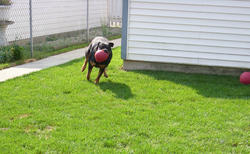 Freya and her small red Jolly Ball