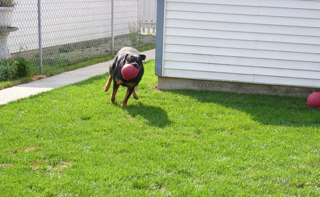 Freya and her small red Jolly Ball