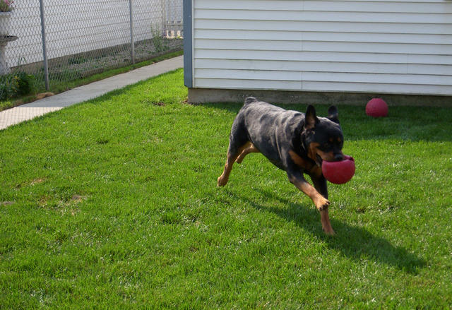 Freya still with her small red Jolly Ball