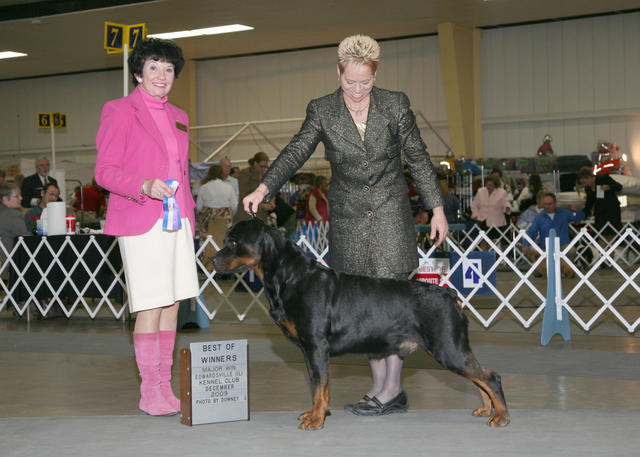 Precious Gems Axel vom Viersen - Winners Dog/Best of Winners, Edwardsville IL Kennel Club, December 5, 2009 - FIRST MAJOR