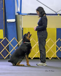 Freya - UKC Rally Obedience